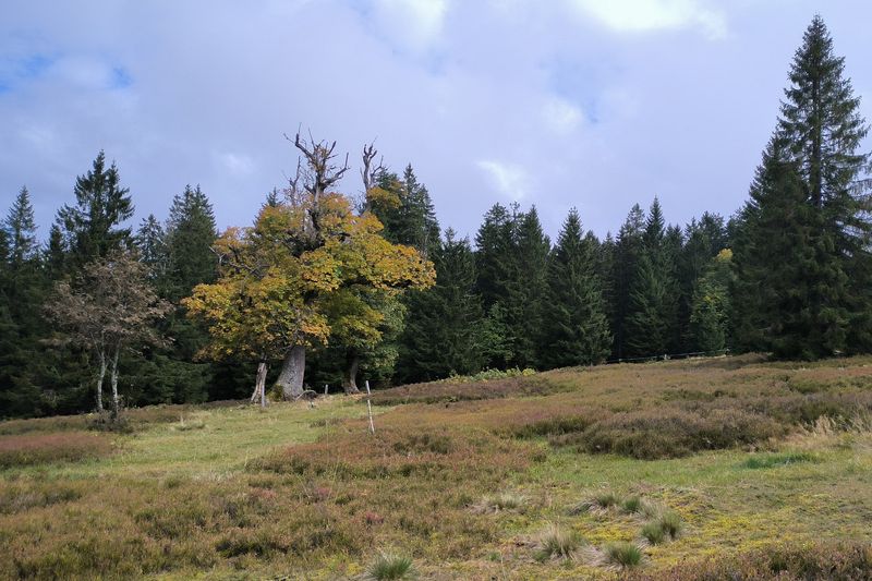 Der Herbst kommt